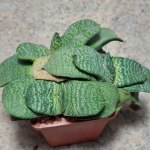 1003 Gasteria hybrid сіянці , вік 6 років ,весь горщик