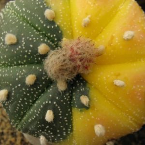 Astrophytum asterias cv Acabana Nishiki насіння