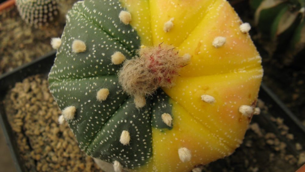 Astrophytum asterias cv Acabana Nishiki насіння
