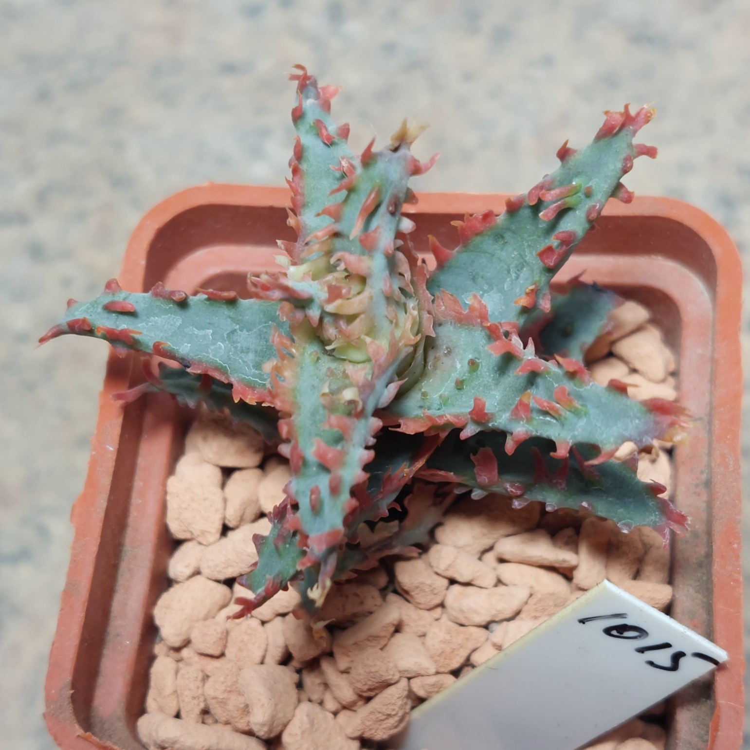 1015  Aloe TCT hybrid