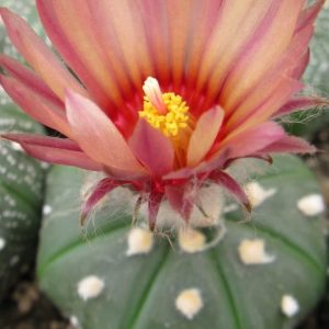 Astrophytum asteriascv Acabana насіння