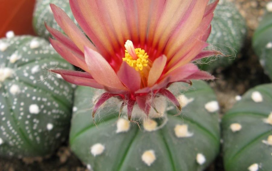 Astrophytum asteriascv Acabana насіння