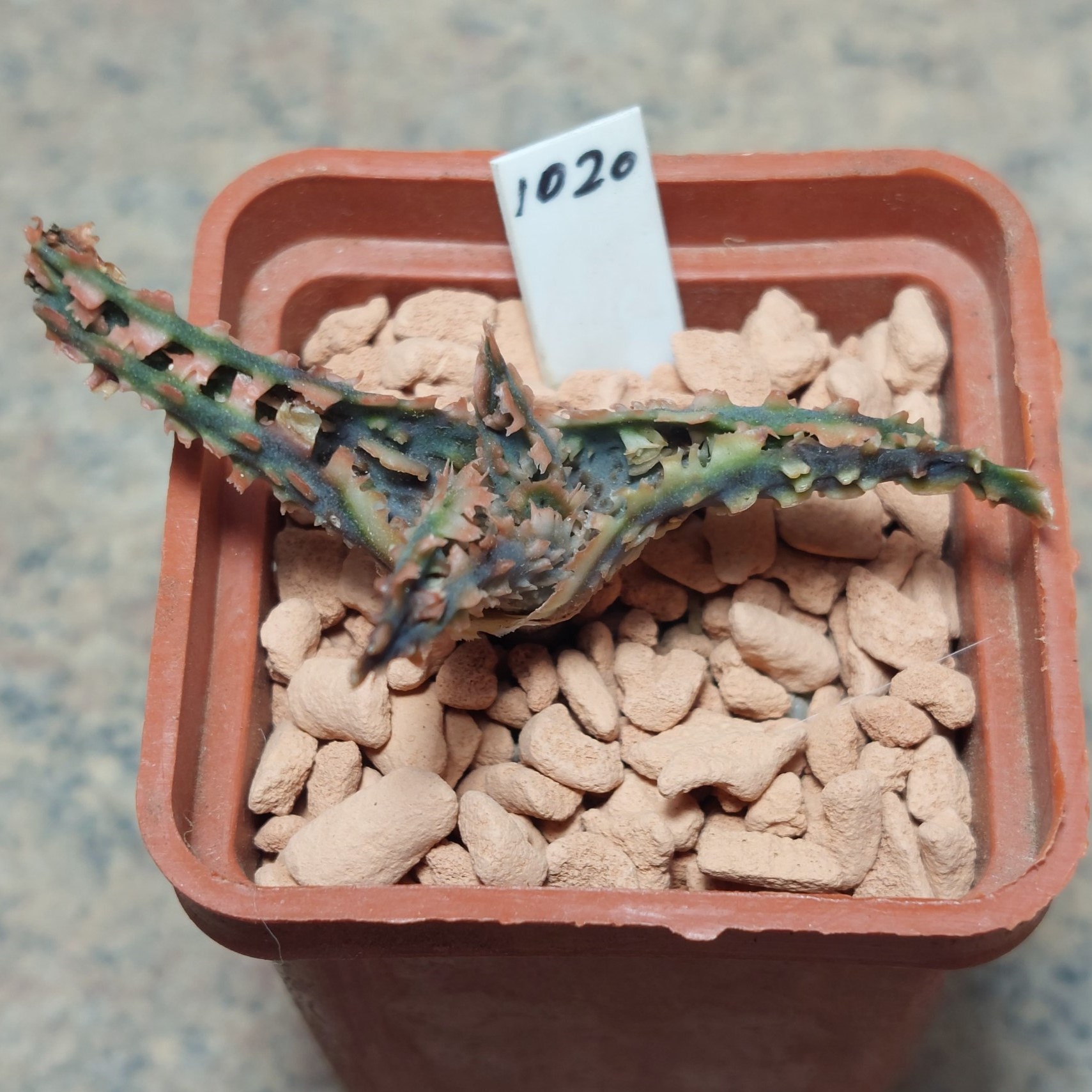 1020  Aloe TCT hybrid