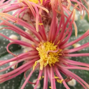 Astrophytum asterias cv Shin Shiowa red насіння