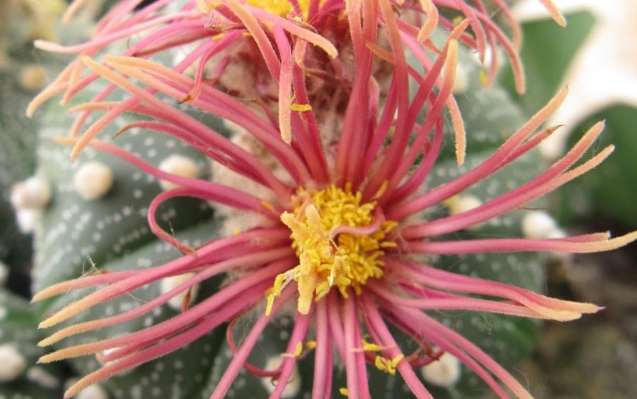 Astrophytum asterias cv Shin Shiowa red насіння