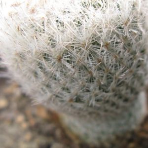 Epithelantha gregii SB1112 насіння