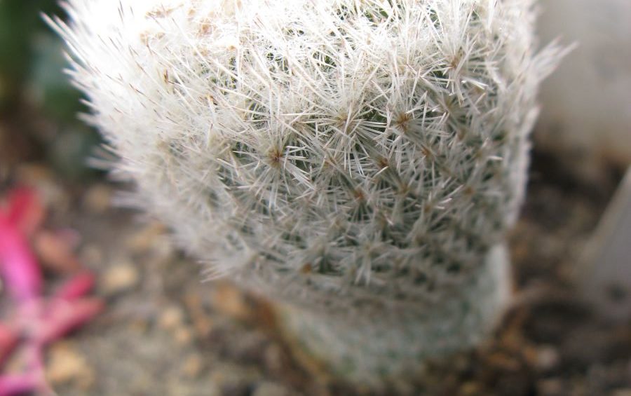Epithelantha gregii SB1112 насіння