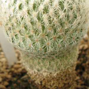 Epithelantha densispina насіння