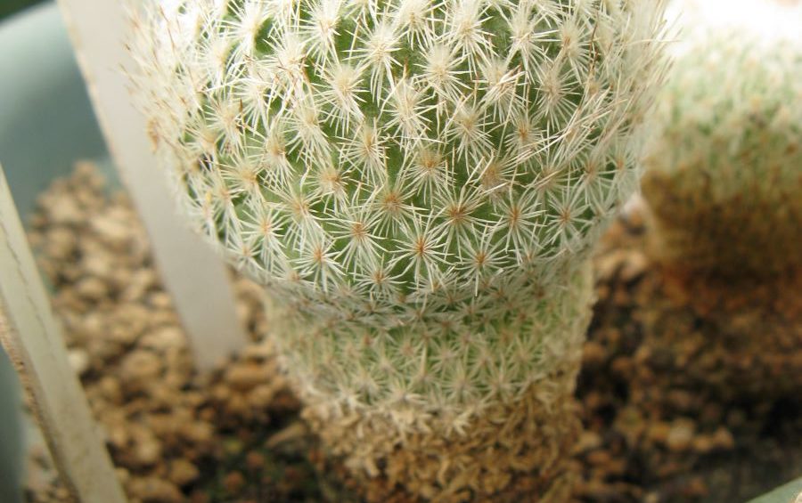 Epithelantha densispina насіння