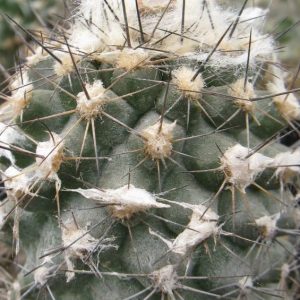 Copiapoa uhligiana KK1750 насіння