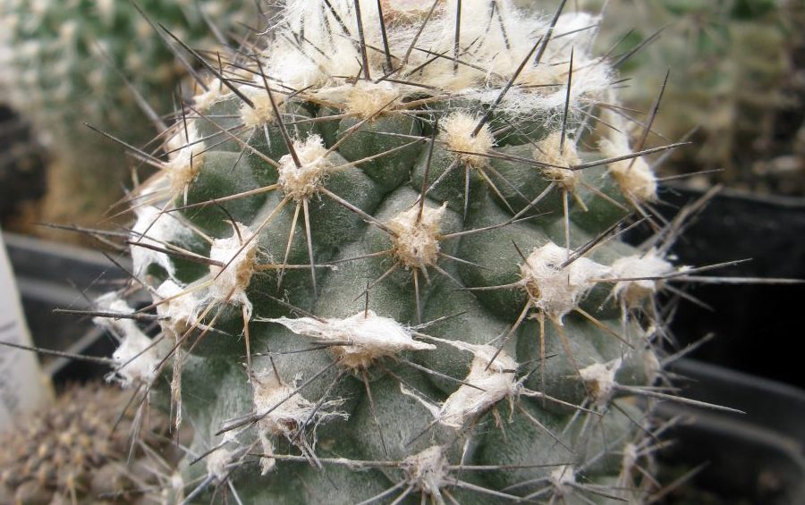 Copiapoa uhligiana KK1750 насіння
