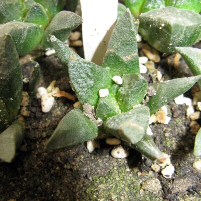 Ariocarpus fissuratus v intermedius