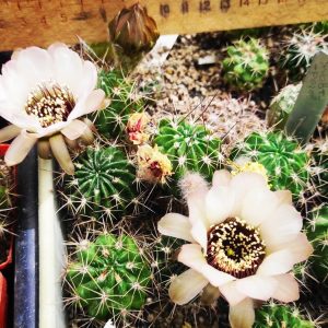 Lobivia jajoiana v. anemone