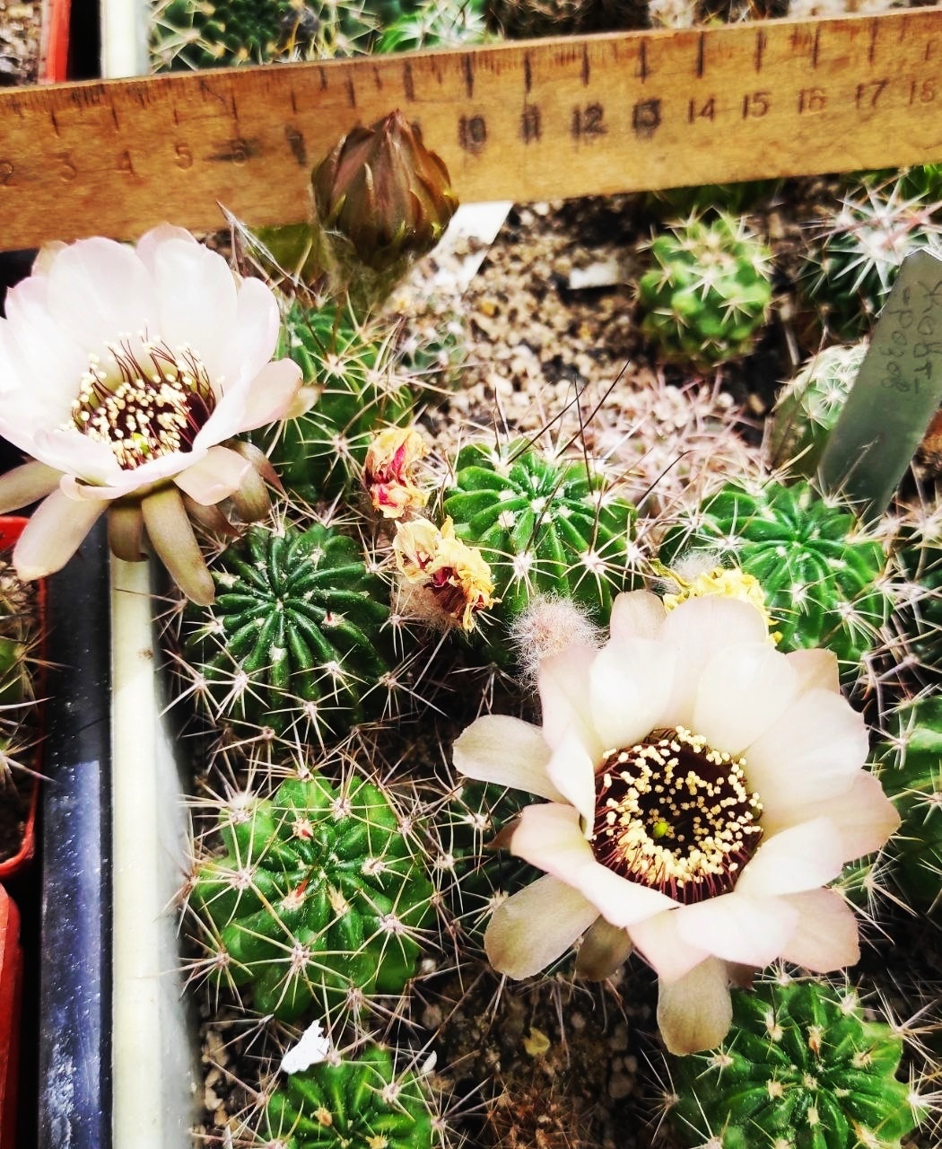 Lobivia jajoiana v. anemone