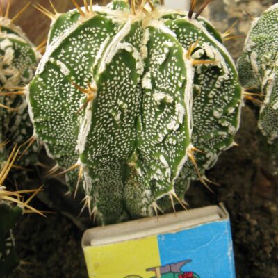 Astrophytum ornatum cv Fuckuruy #4