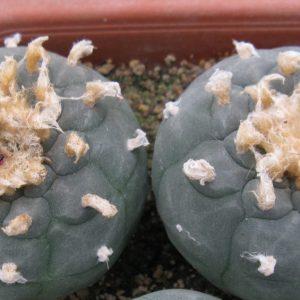 Lophophora fricii San Pedro насіння