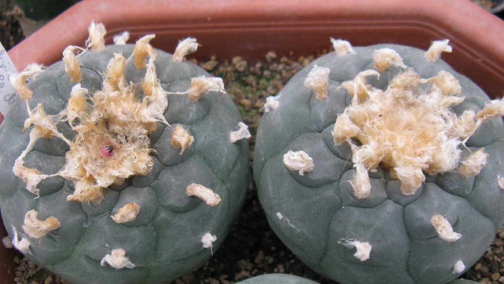 Lophophora fricii San Pedro насіння