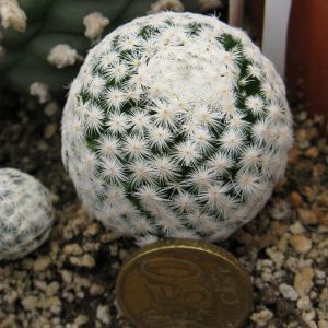 Mamillaria hererrae L711
