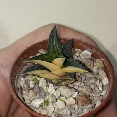 Haworthia Viscosa Variegated