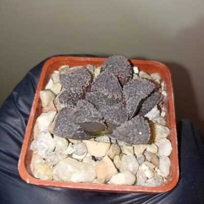 Haworthia Mordor