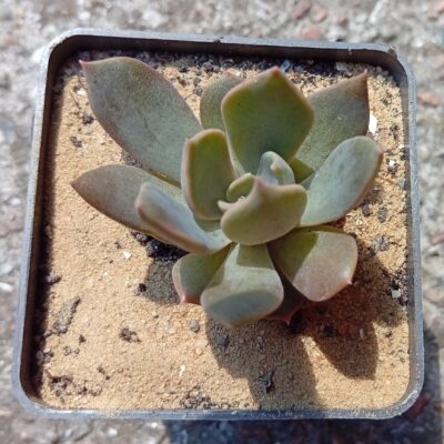 Echeveria Marrom