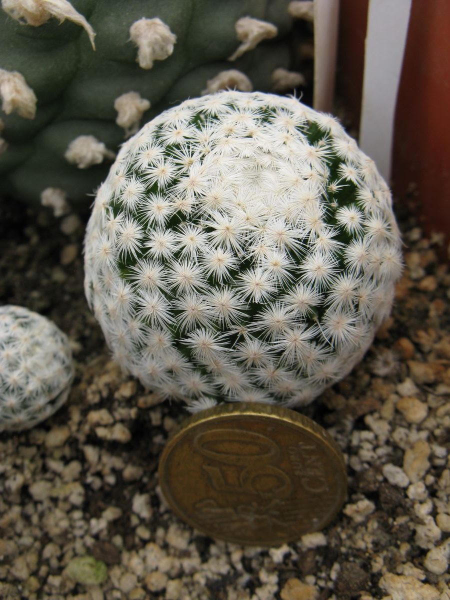 Mamillaria hererrae L711