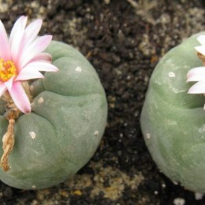 Lophophora fricii MK27.82 насіння