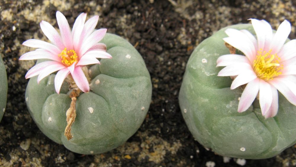 Lophophora fricii MK27.82 насіння