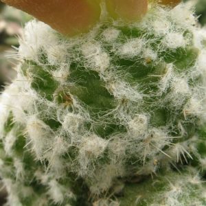 Rimacactus laui насіння