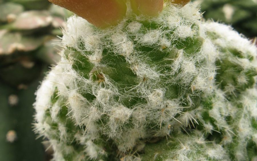 Rimacactus laui насіння