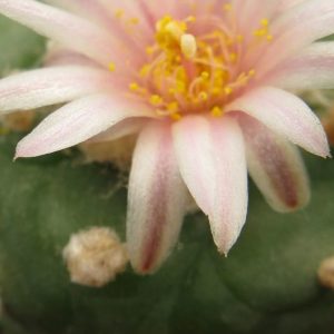 Lophophora viridiscens KKR285 La Morita насіння
