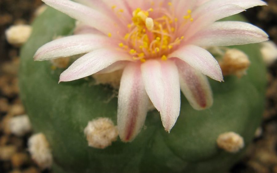Lophophora viridiscens KKR285 La Morita насіння