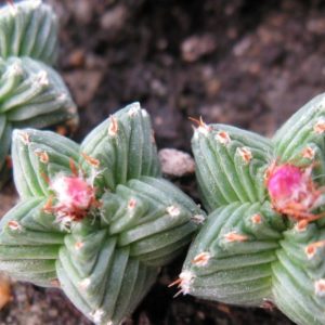 Aztekium valdezii PP1593 насіння