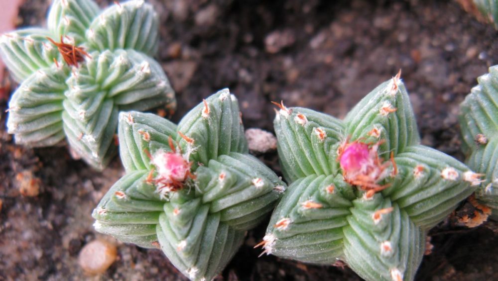 Aztekium valdezii PP1593 насіння