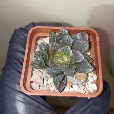 Haworthia Yoroi