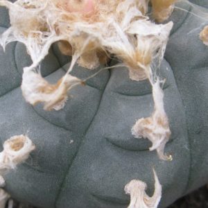 Lophophora williamsii  SB854 насіння