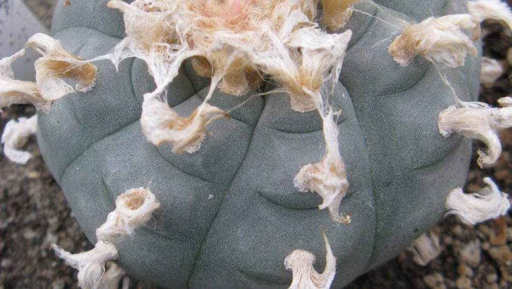 Lophophora williamsii  SB854 насіння