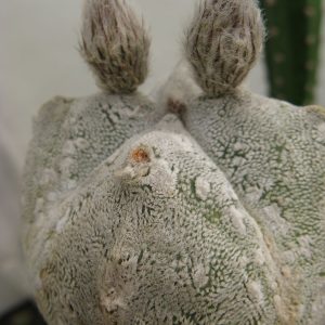 Astrophytum coahuilense cv 4-ribs насіння