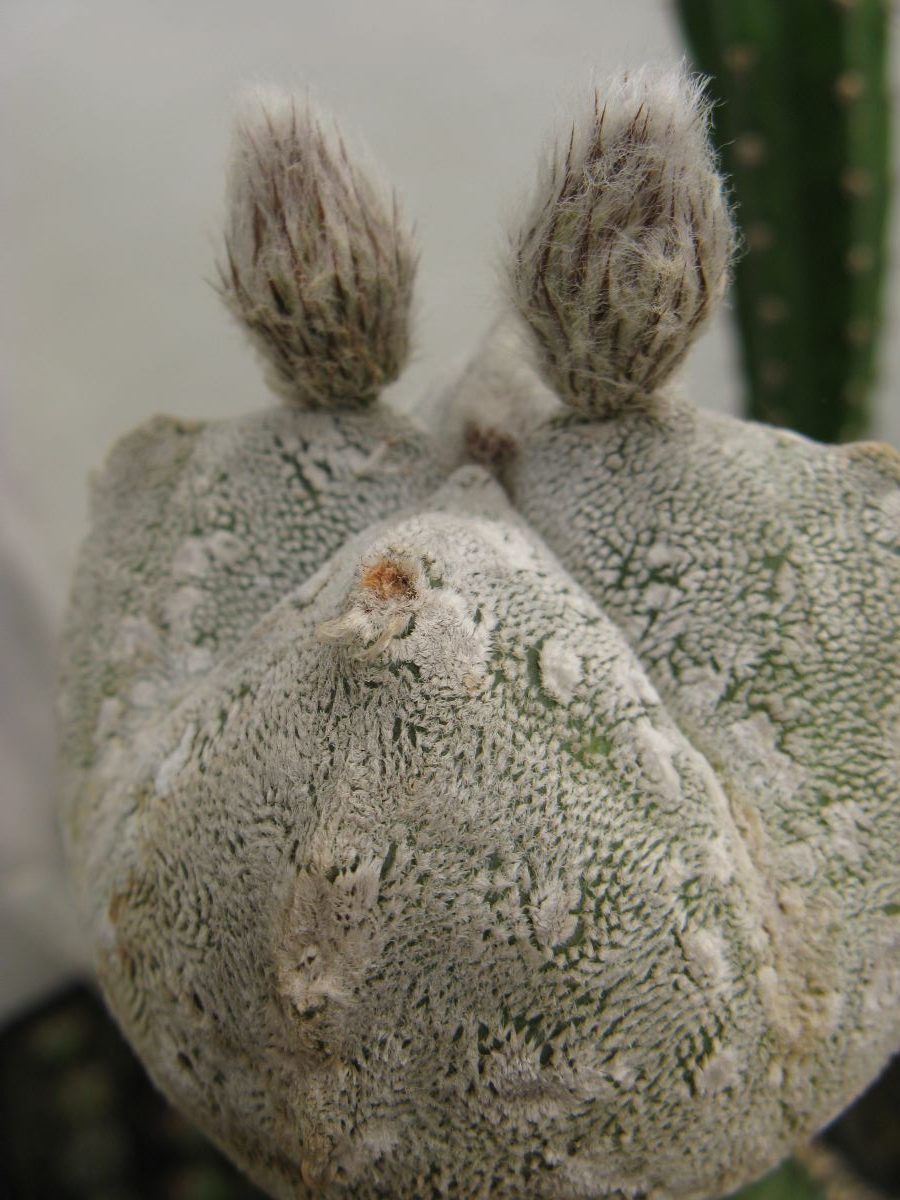 Astrophytum coahuilense cv 4-ribs насіння