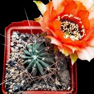 lobivia jajoiana rubriflora