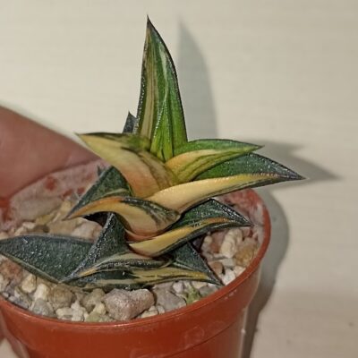 Haworthia Viscosa Variegated