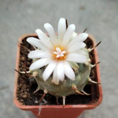 Turbinicarpus hybr #12