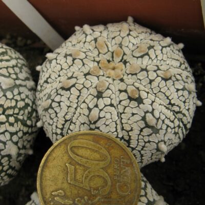 Astrophytum asterias cv Super Cabuto