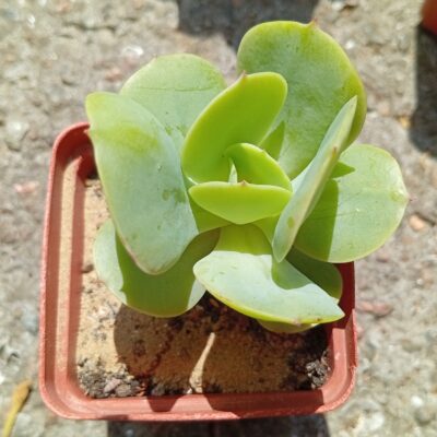Echeveria Peach Pride