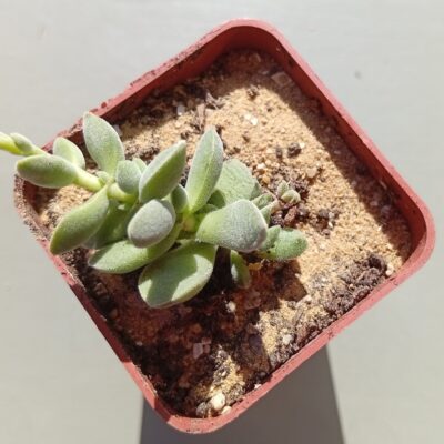 Crassula lanuginosa