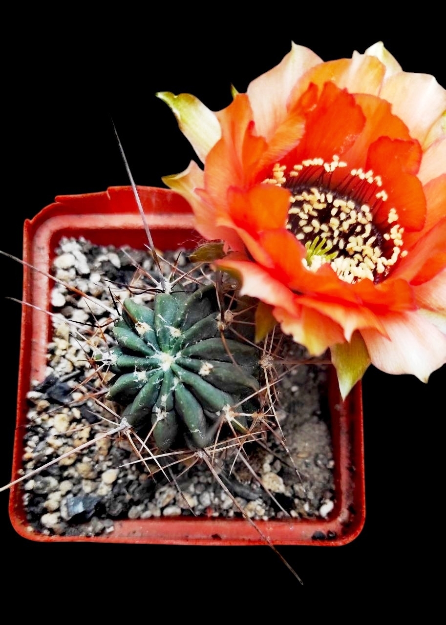 lobivia jajoiana rubriflora