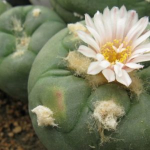 Lophophora alberto-vojtechii KSM762 насіння