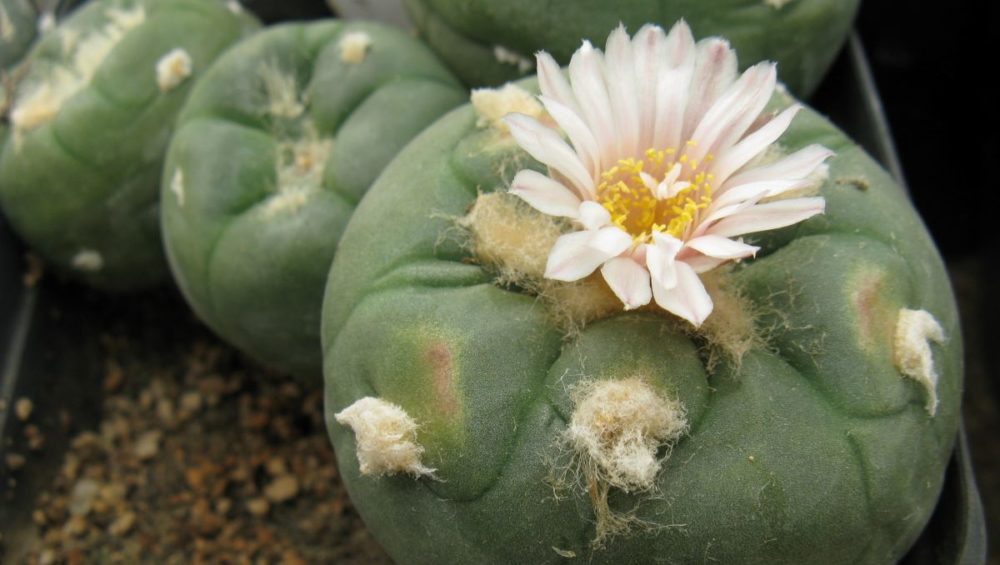 Lophophora alberto-vojtechii KSM762 насіння