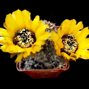 Lobivia jajoiana f. aureflora