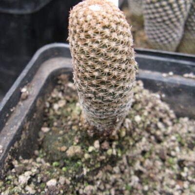 Thelocephala duripulpa ZU102